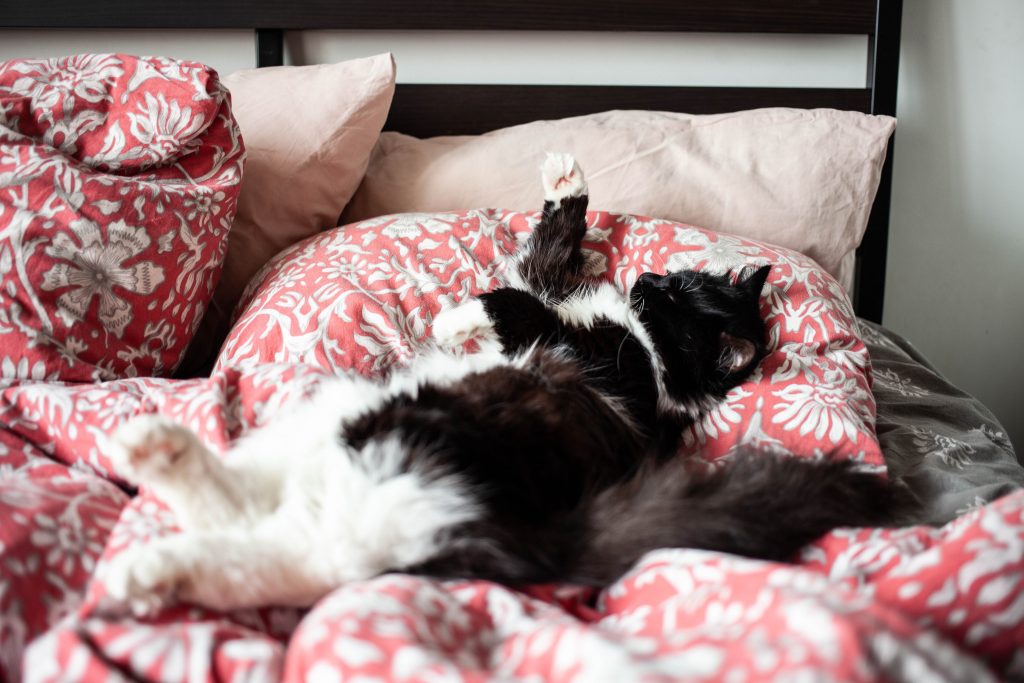 Chat qui dort dans le lit de son maître