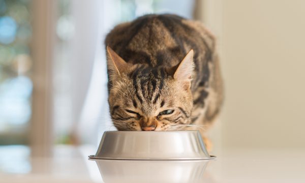 Quelles croquettes choisir pour son chat ?