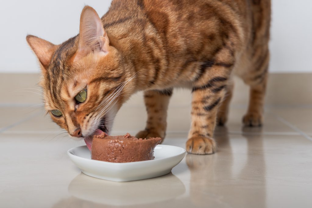 chat qui mange de la patée de qualité