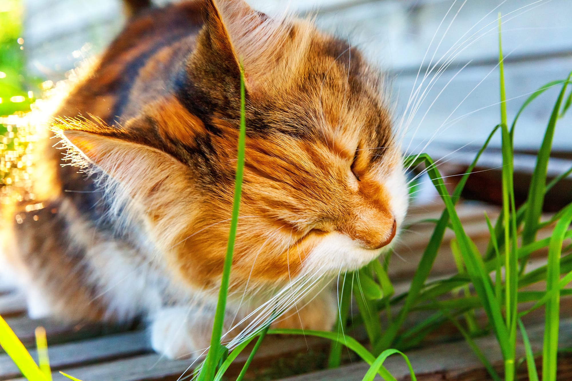 Herbe à chat : Tout savoir sur ses effets et ses bienfaits