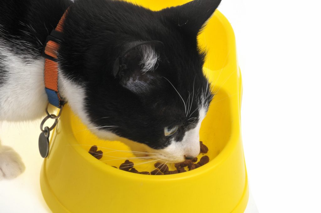 Chat qui mange ses croquettes dans sa gamelle jaune