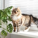 Pourquoi mon chat miaule tout le temps ?