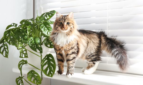 Pourquoi mon chat miaule tout le temps ?