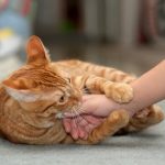 Pourquoi mon chat me mord quand je le caresse ?