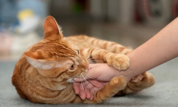 Pourquoi mon chat me mord quand je le caresse ?