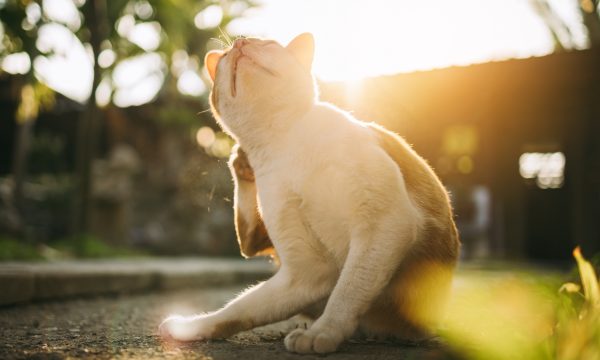 Les puces du chat