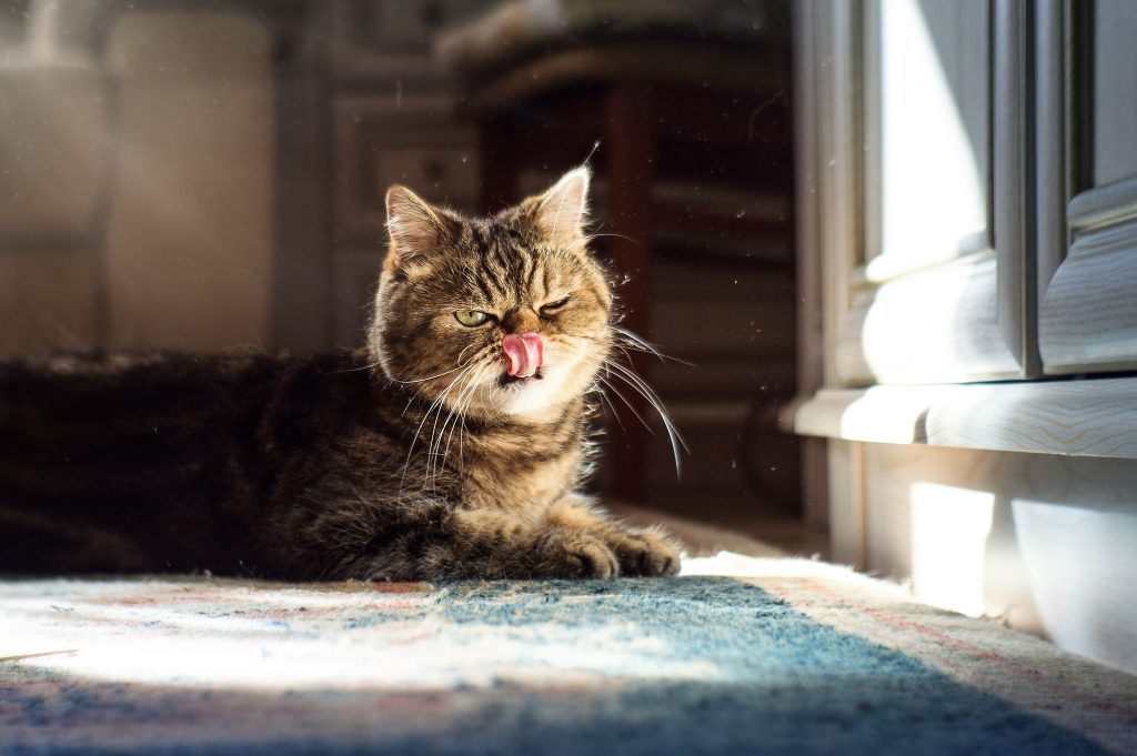 Chat qui se lèche