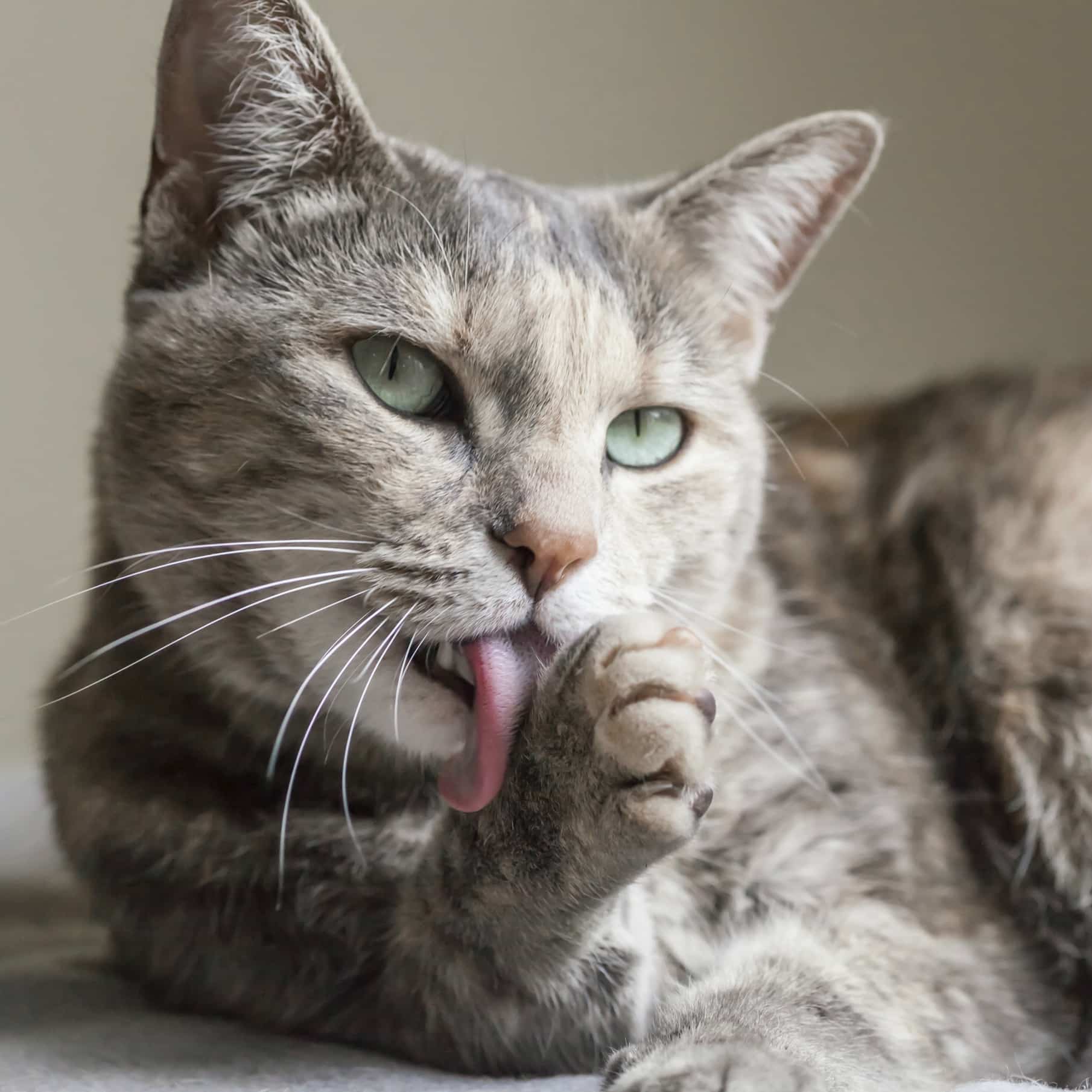 Mon Chat Se Leche Tout Le Temps Pourquoi Autour Des Animaux Mon Chat Se Leche Tout Le Temps Pourquoi Autour Des Animaux