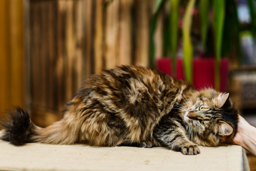 Chat qui ronronne pour faire de la ronronthérapie