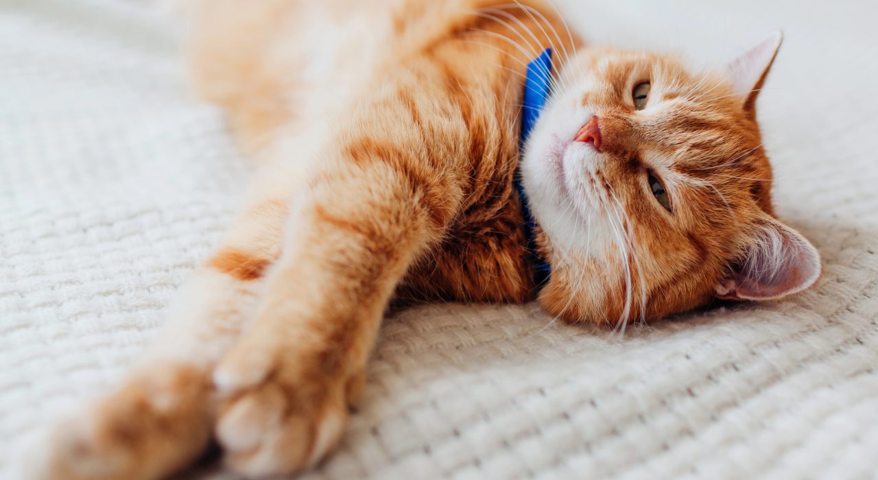 Protégez votre chat des parasites avec un collier anti-puce efficace