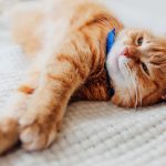 Protégez votre chat des parasites avec un collier anti-puce efficace