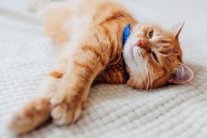 Protégez votre chat des parasites avec un collier anti-puce efficace