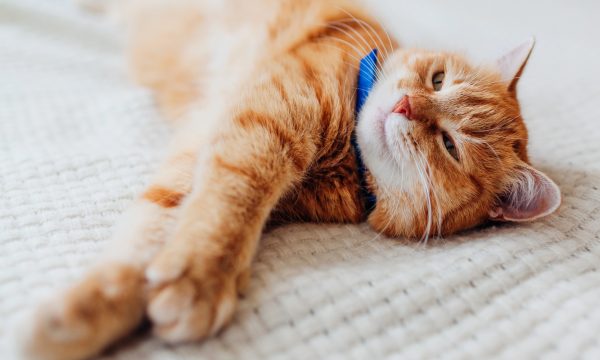 Protégez votre chat des parasites avec un collier anti-puce efficace