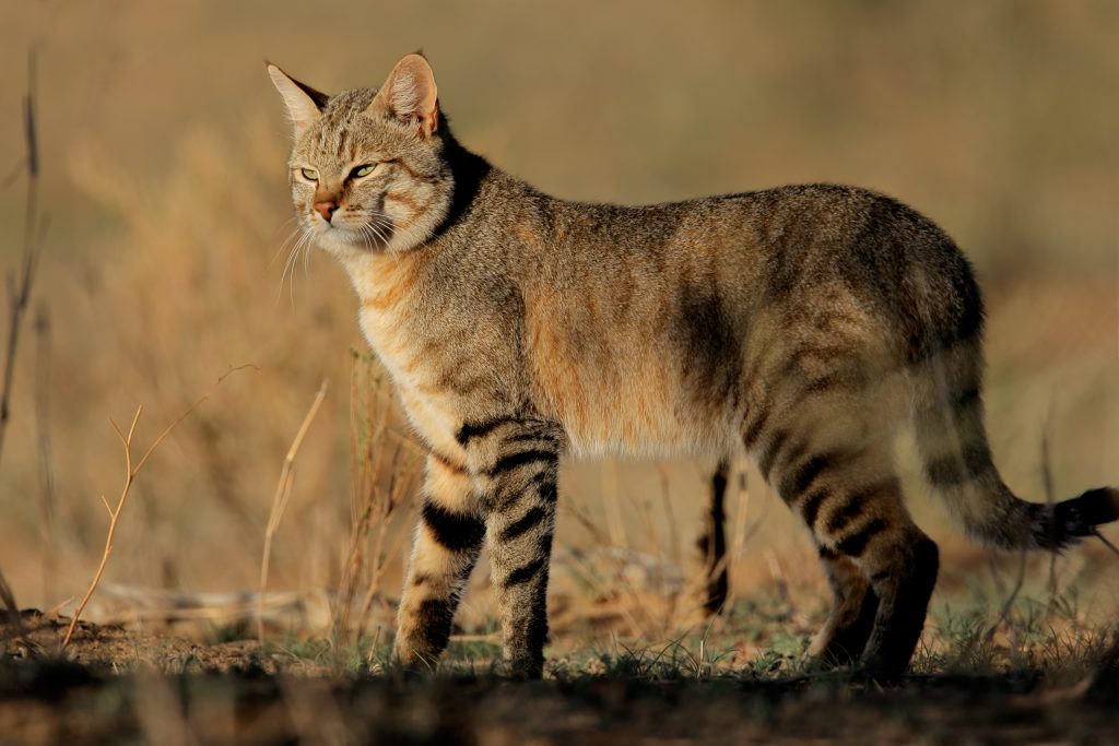 chat sauvage d'Afrique