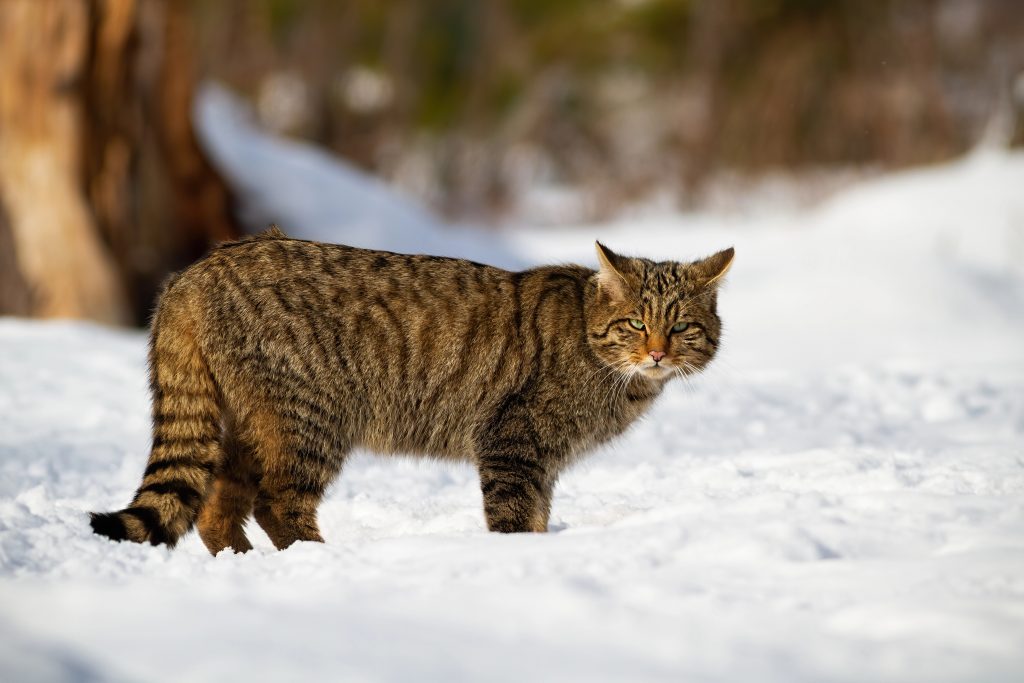 chat sauvage d’Europe
