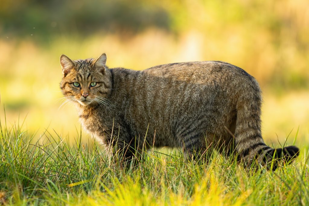 chat sauvage d'Europe