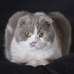 Top 10 des races de chats originales et rares