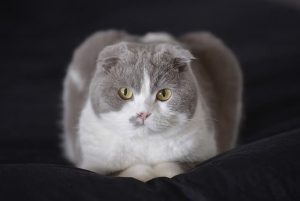 Top 10 des races de chats originales et rares