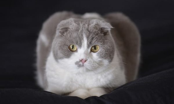 Top 10 des races de chats originales et rares