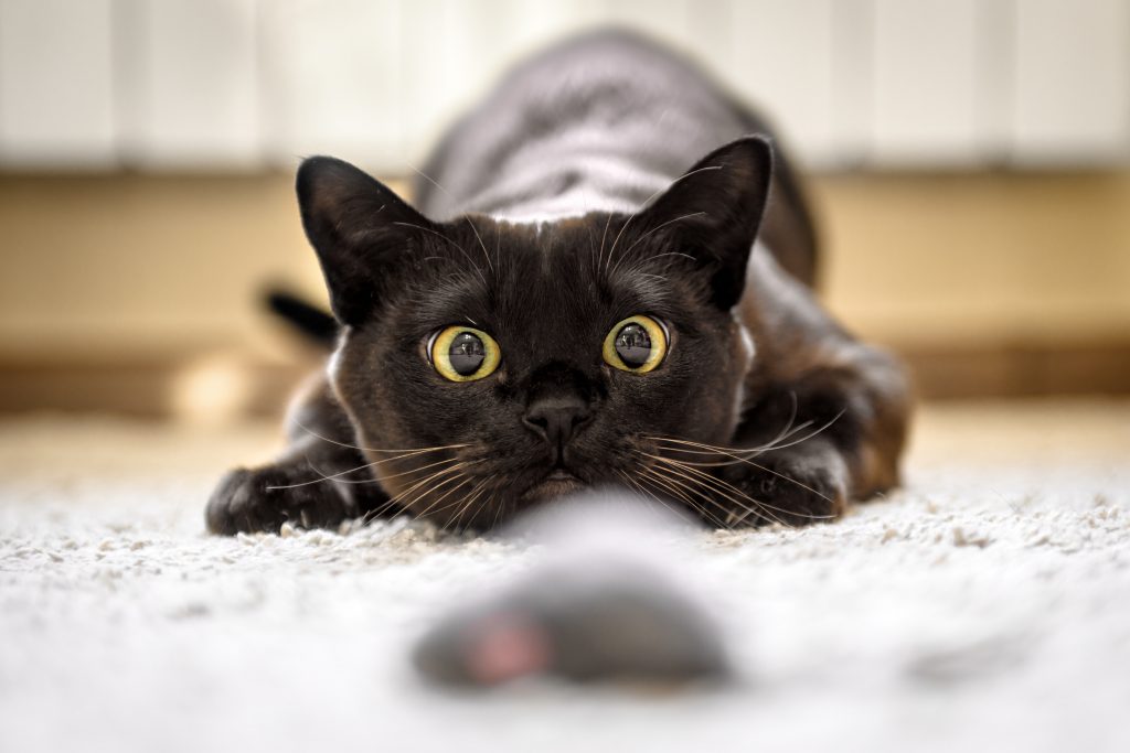 Chat qui se dandine