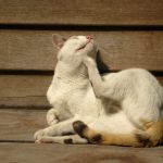 La dermatose chez le chat