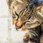 Tout Savoir sur les parasites externes du chat