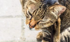 Tout Savoir sur les parasites externes du chat