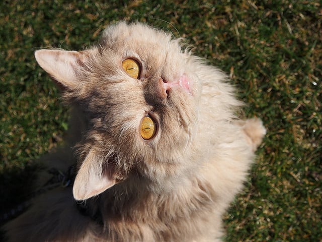 selkirk rex