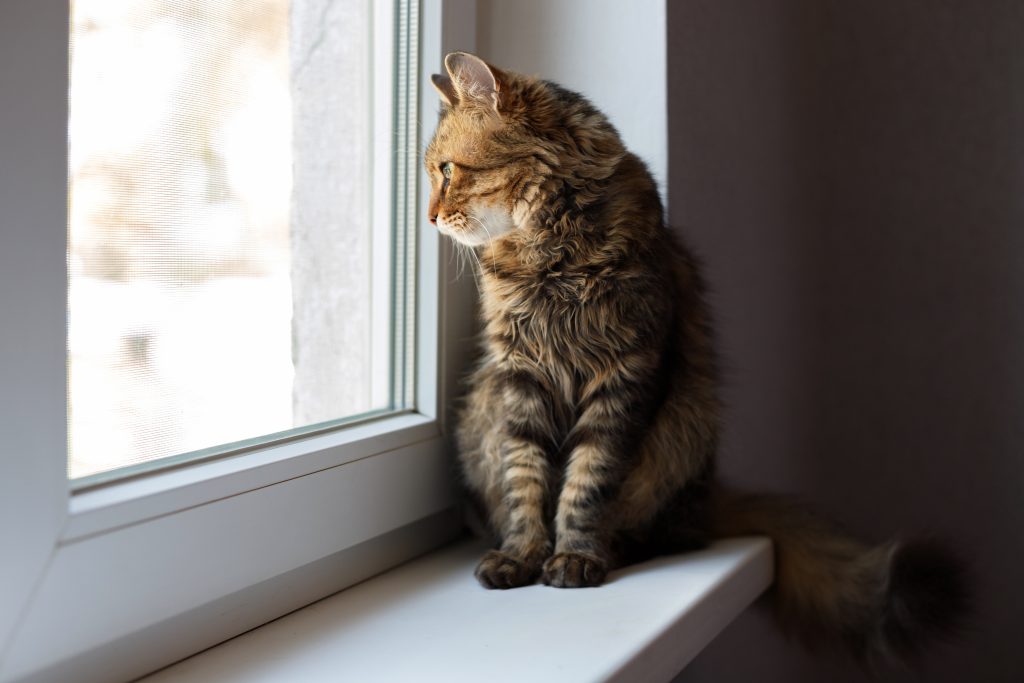 Chat seul devant une fenêtre