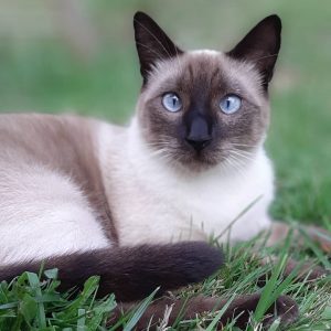 chat siamois