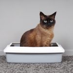 Comment attirer un chat dans sa litière ?