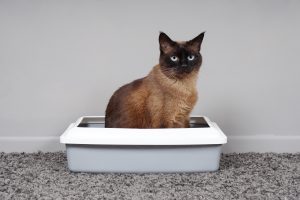 Habituer son chat à aller dans sa litière