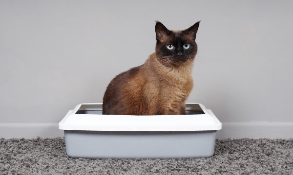 Habituer son chat à aller dans sa litière
