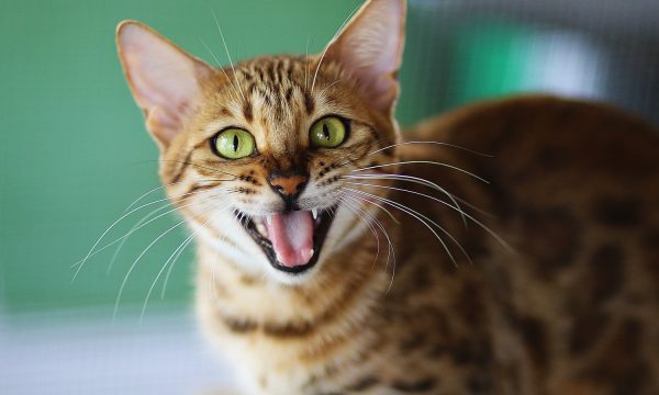 Pourquoi mon chat souffle ou crache ?
