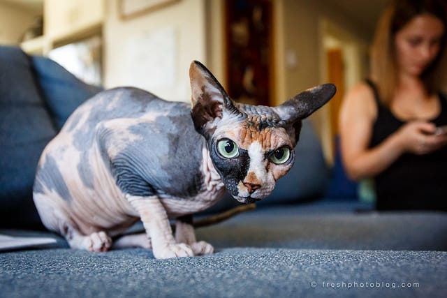 chat sphynx