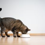 Votre chat est-il stérilisé ? Voici comment bien le nourrir