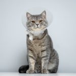 La stérilisation du chat