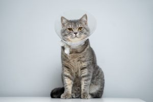 La stérilisation du chat