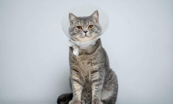 La stérilisation du chat