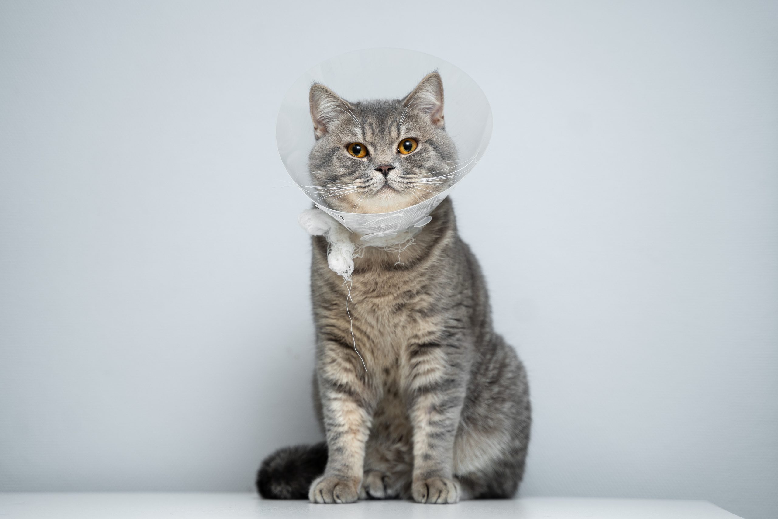Sterilisation Chat Ce Que Vous Devez Savoir