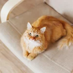 Parasites internes du chat: causes, symptômes et traitements
