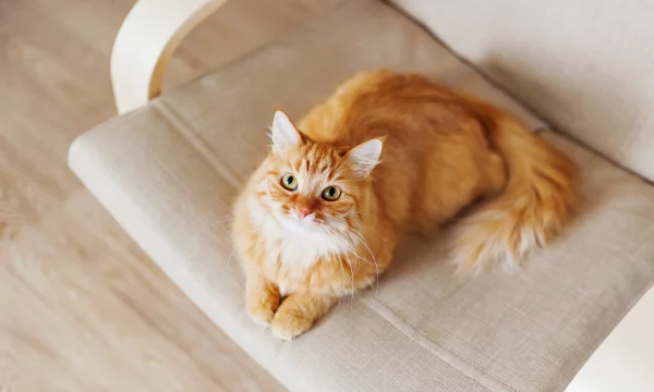 Les parasites internes du chat