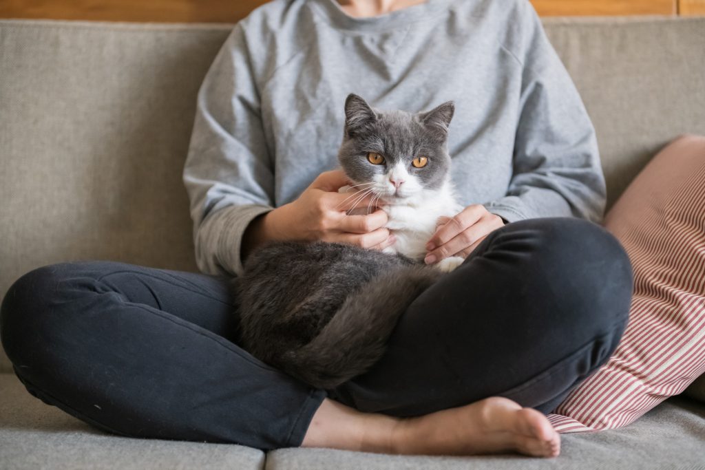 Chat qui pétrit