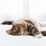 L’insuffisance rénale chez le chat