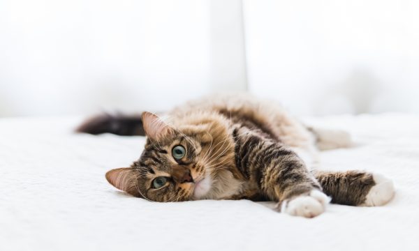 L’insuffisance rénale chez le chat
