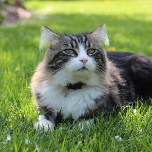 Réaliser un vermifuge naturel pour son chat
