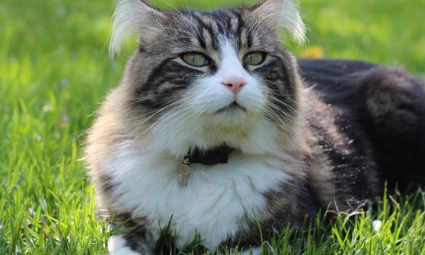 Réaliser un vermifuge naturel pour son chat
