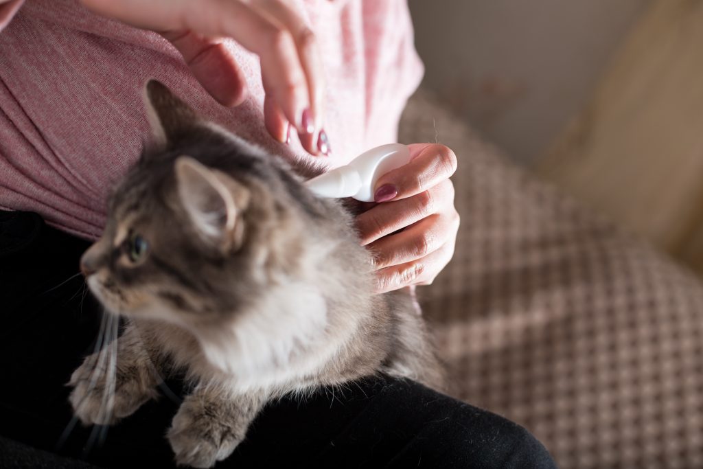 Chat qui se fait traiter contre les puces