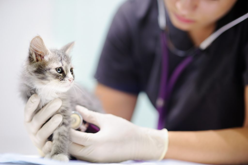 Chat chez le vétérinaire