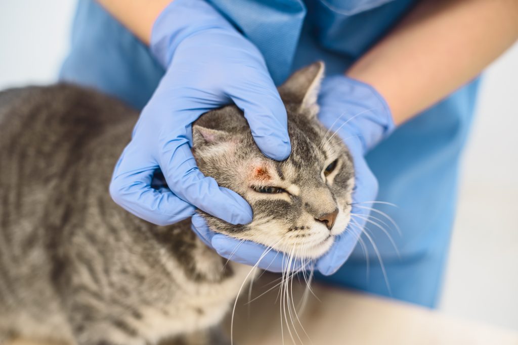 Chat qui se fait soigner d'une dermatite chez le vétérinaire